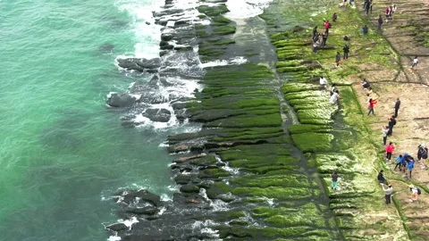 Lomei green reef Stock Footage 141279223