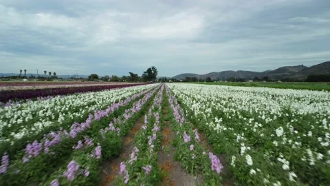 Lompoc Flower Fields, Lompoc, California. Stock Footage 158697461
