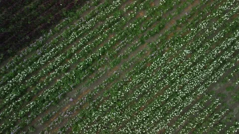 Lompoc Flower Fields, Lompoc, California. Stock Footage 158697522