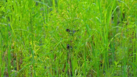 Lonchura punctulata is perched on a tree Stock Footage 303040208