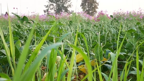 Lond bean in nature. Stock Footage 83654569