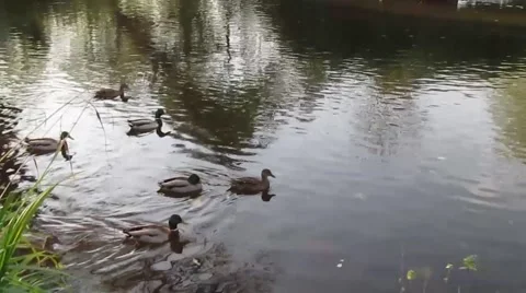 LONDON DUCKS 動画素材 47251498
