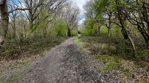 London Epping Forest Stock Footage 334028525