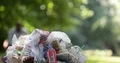 London Park with Trash Can Garbage Dumpster with Plastic Food Bags and Metal Box 4k or 4k+ Resolution