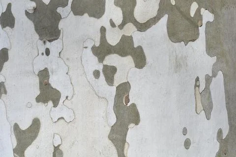 London plane Stock Photos
