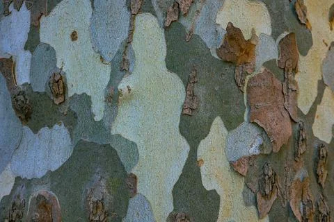 London plane tree bark texture. Stock Photos