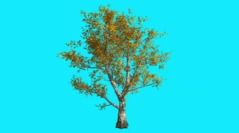 London Plane Tree on Chroma Key Blue Screen Tree is Swaying at the Wind Stock Footage 56426743