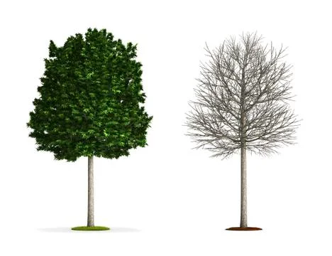 London plane tree. Stock Illustration