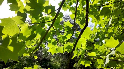 London plane tree leaves backlit by summer sunlight Stock Footage 334972781