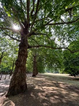 London plane tree Stock Photos
