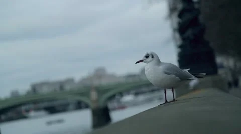 London Seagull Stock Footage 46251274