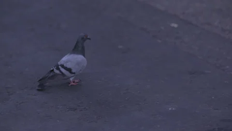 London streets Stock Footage 178895610