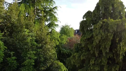 London Suburb Trees Close-up Video stock 274948646