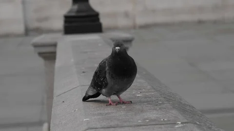 London Under Lock Down Video stock 127476959