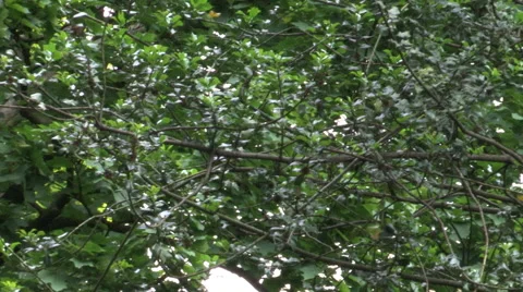 London window through trees pan Stock Footage 48172438