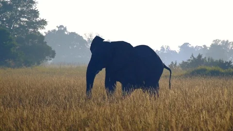 Lone adolescent elephant walking through tall grass Stock Footage 92578734