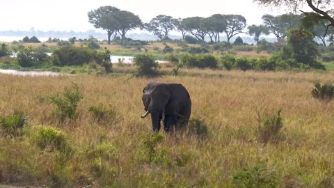 Lone african elephant walking through tall savannah grass Stock Footage 328660489