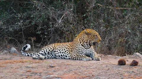 Lone African Leopard Lying And Resting In The Ground In Savannah. - wide Stock Footage 252057415