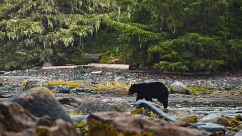 Lone American Black Bear Walking Over Rocks Through A River. Slow Motion Shot 스톡 동영상 333780952