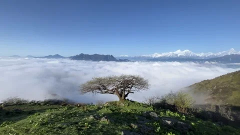 Lone Ancient Tree Above Sea of Clouds and Snow Mountains, Tibetan Plateau, China Видео 336758169