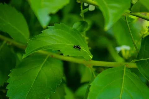 Lone Ant Stock Photos