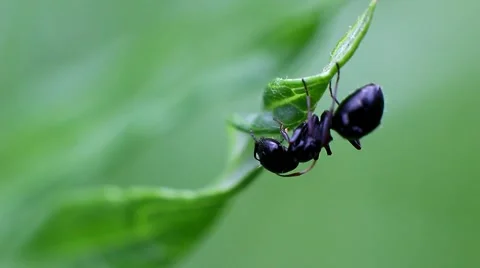 A lone ant on a stalk of grass. Stock Footage 63818041
