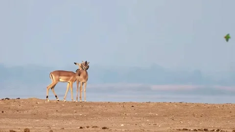 Lone Antelope Standing in Bright Open Area Stock Footage 321838827