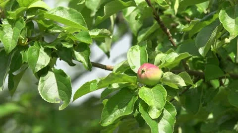 Lone apple on a wild apply-tree Stock Footage 11434474
