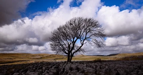 Lone ashtree Stock Footage 111876702