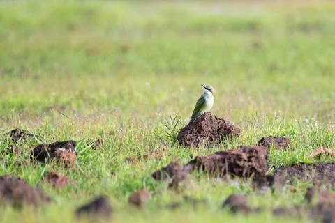 Lone Asian bee eater resting on a rock Stock Photos