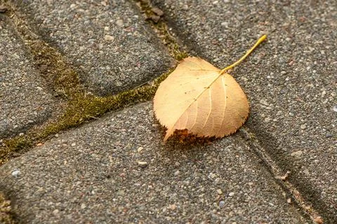 Lone autumn leaf on a path Stock Photos