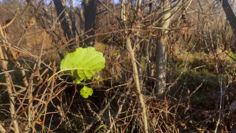 A lone autumn leaf sways in the wind Stock Footage 220613168