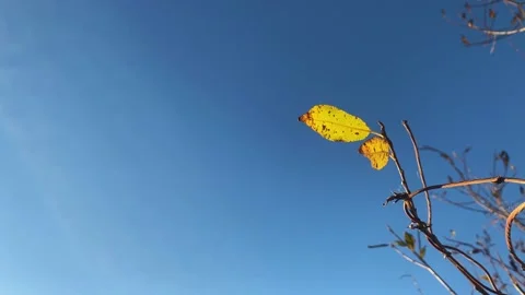 A lone autumn leaf sways in the wind against a blue sky Stock Footage 220613401