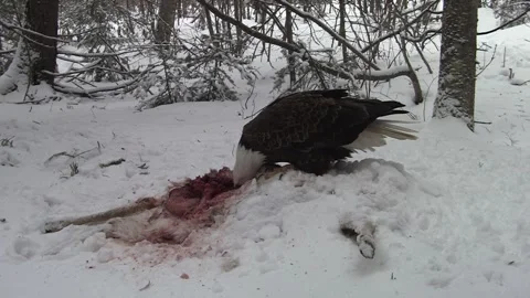 Lone Bald Eagle Feeding on Carrion at Dusk in Superior National Forest Stock Footage 337793054