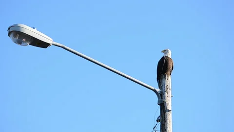 A lone bald eagle sits on top of a streetlight in the town of Kodiak Stock Footage 205103056