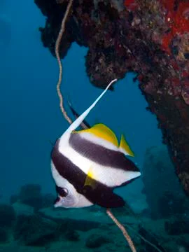 Lone bannerfish Foto stock
