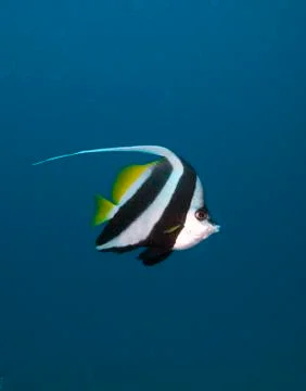 Lone bannerfish Foto stock