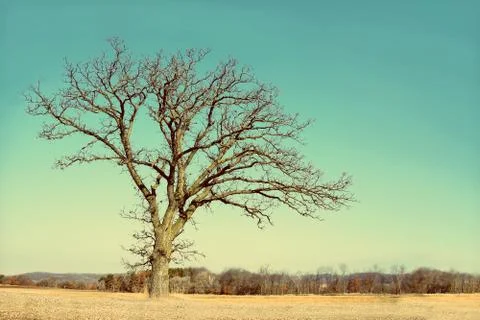Lone bare branched winter tree in the country Stock Photos