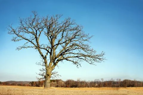 Lone bare branched winter tree in the country Stock Photos