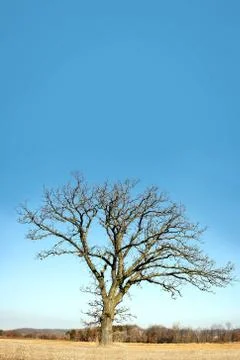 Lone bare branched winter tree in the country Stock Photos
