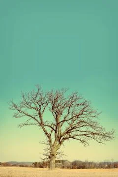 Lone bare branched winter tree in the country Stock Photos