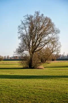 Lone Bare Tree in Meadow 스톡 사진