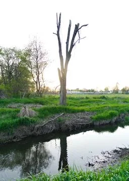 Lone Bare Tree Reflected in Creek at Sunset in Green Field Stock Photos