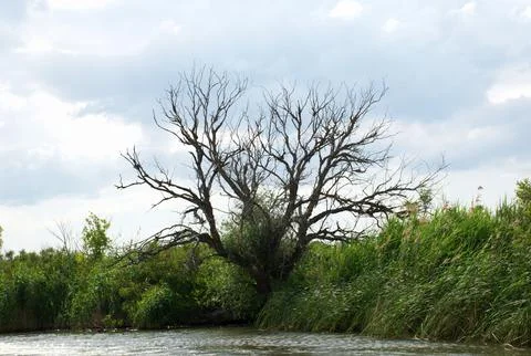 Lone Bare Tree by the River Amid Reeds Under a Moody Overcast Wetland Sky Stock Photos