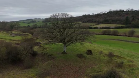 Lone Bare Tree on Rural Field with Rolling Hills Aerial View 스톡 동영상 332738989
