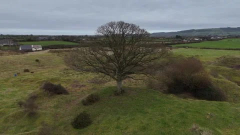 Lone Bare Tree on Rural Field with Rolling Hills Aerial View Stockbeeldmateriaal 332738990
