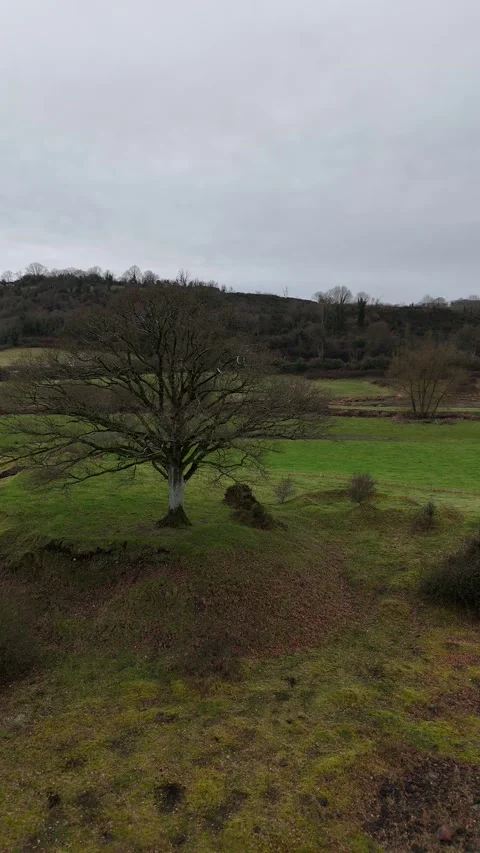 Lone Bare Tree on Rural Field with Rolling Hills Aerial View Vidéo 332739008