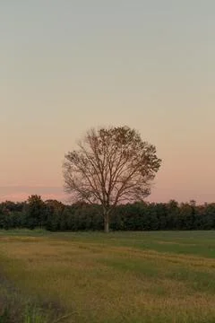 Lone bare tree in a rural field under a pink twilight sky Stock Photos