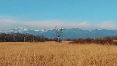 Lone bare tree standing in the middle of dry savanna against snow-capped alpine Stock Footage 329308421