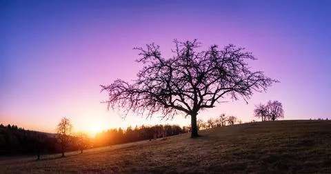 Lone bare tree at sunset with purple sky Stock Photos
